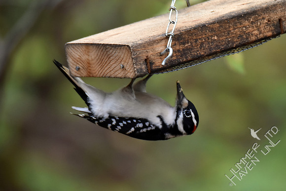 Hairy Woodpecker 11-2-17