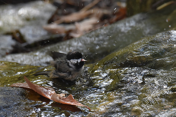 Carolina Chickadee splashing 11-2-17