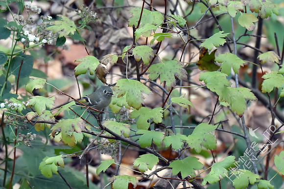 Ruby-crowned Kinglet in Golden Currant (Ribes odoratum) 11-2-17