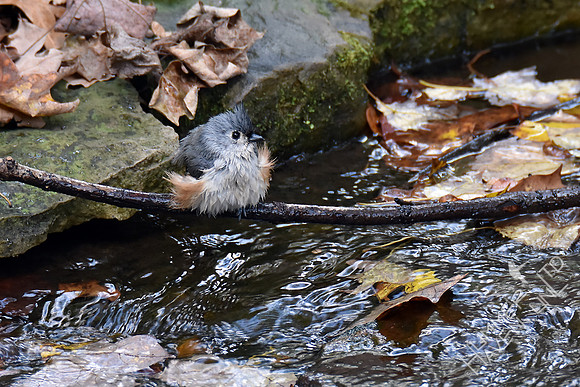 Tufted Titmouse at stream 11-2-17