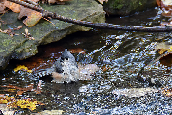 Tufted Titmouse at  stream 11-2-17