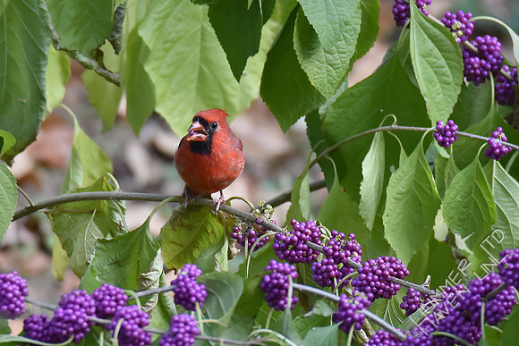 Northern Cardinal eating American Beautyberry (Callicarpa americana) 11-2-17