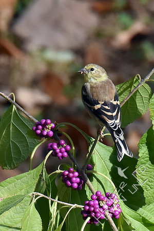 American Goldfinch eating American Beautyberry (Callicarpa americana) 11-2-17