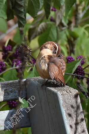 Carolina Wren preening 11-2-17