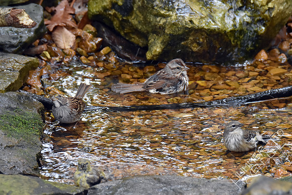 White-throated Sparrow, Song Sparrow, Yellow-rumped Warbler, American Goldfinch 11-4-17