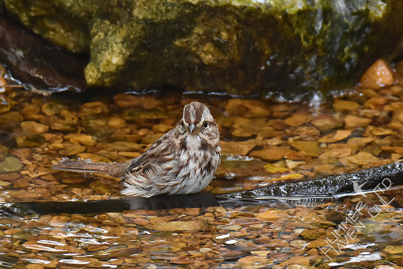Song Sparrow 11-4-17