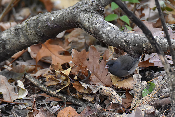Dark-eyed Junco 11-4-17