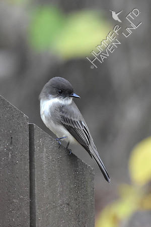 Eastern Phoebe 11-4-17