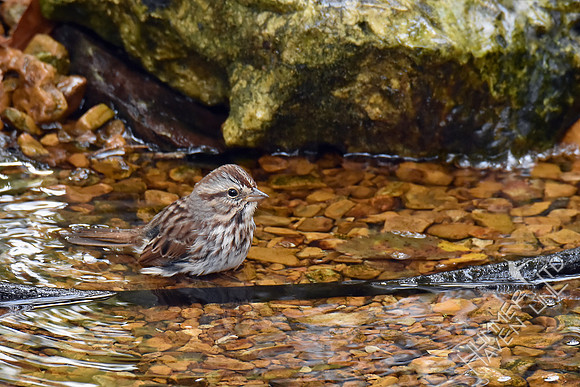 Song Sparrow 11-4-17