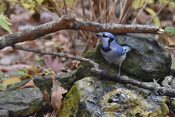 Blue Jay 11-4-17