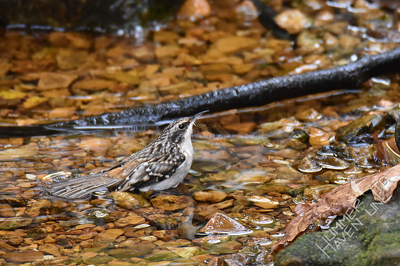 Brown Creeper bathing 11-4-17