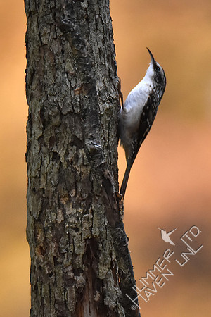Brown Creeper 11-4-17