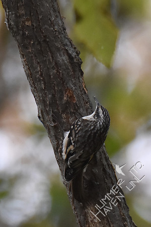 Brown Creeper finding tiny insects on American Elm 11-4-17