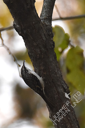 Brown Creeper finding tiny insects on American Elm 11-4-17