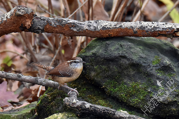 Carolina Wren 11-4-17