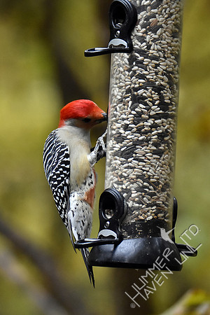Red-bellied Woodpecker 11-4-17