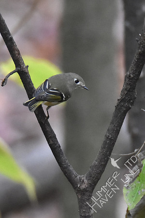 Ruby-crowned Kinglet 11-4-17