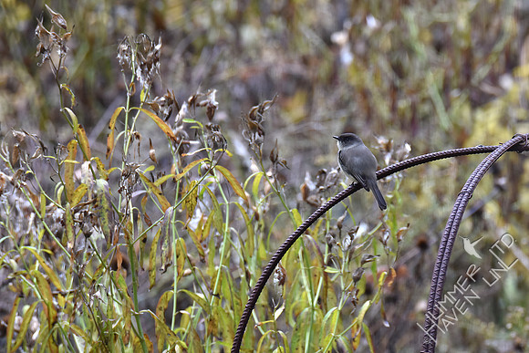 Eastern Phoebe 11-5-17