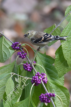 American Goldfinch eating American Beautyberry (Callicarpa americana) 11-2-17