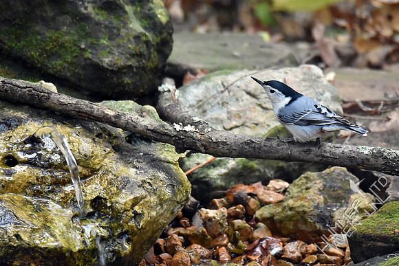 White-breasted Nuthatch 10-31-17