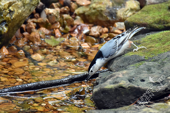 White-breasted Nuthatch 10-31-17