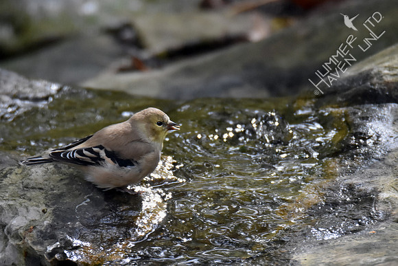 American Goldfinch 10-31-17