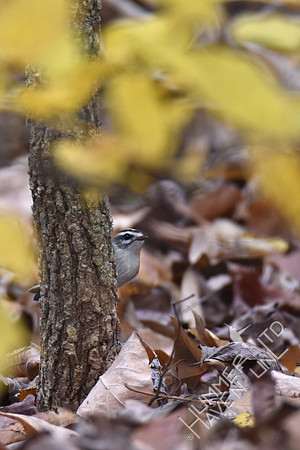 Kinglet on American elm 11-6-17