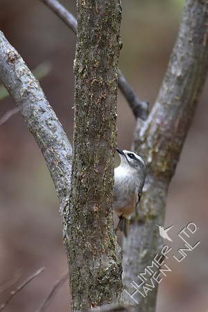 Golden-crowned Kinglet on American elm 11-6-17