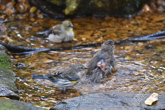 American Goldfinch, House Finch and Yellow-rumped Warbler 11-5-17