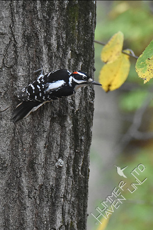 Hairy Woodpecker 11-6-17