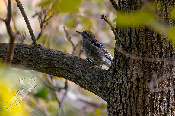 10-24-24 FOS Yellow-bellied Sapsucker immature