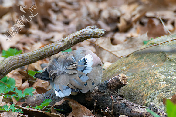 4-7-22 Quiz- preening bird