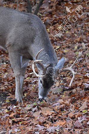 8-point White-tailed Buck 11-19-17