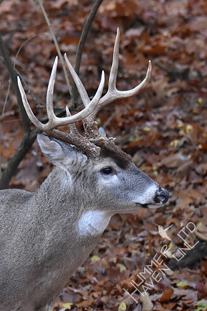 8-point White-tailed Buck 11-19-17