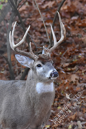 8-point White-tailed Buck 11-19-17