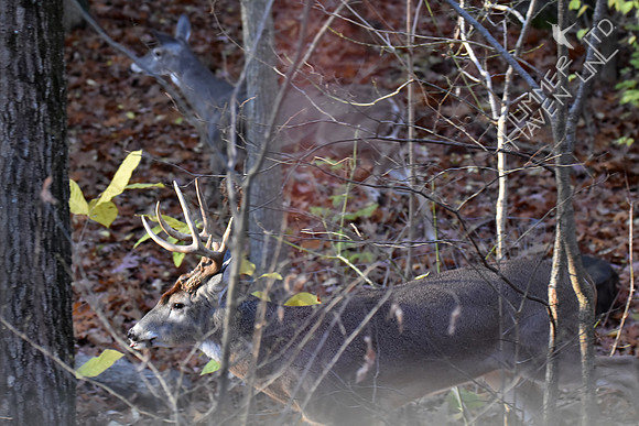 8-point White-tailed Buck with Doe 11-19-17