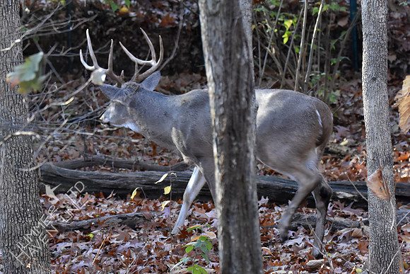 8-point White-tailed Buck 11-19-17