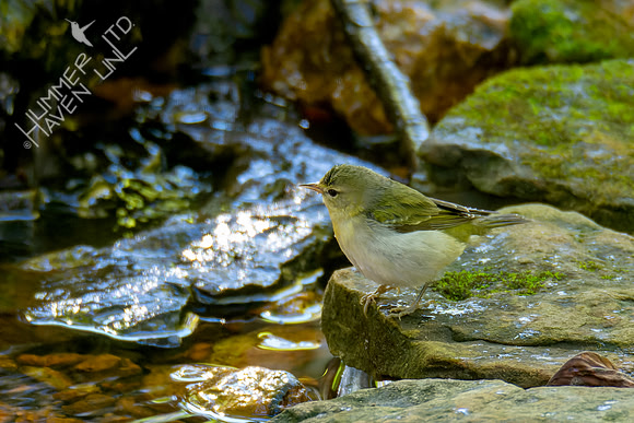 10-20-24 Tennessee Warbler