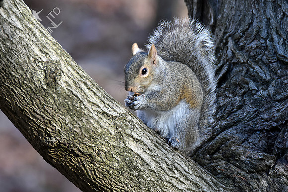 Eastern Gray Squirrel in Sugar Maple 11-25-17