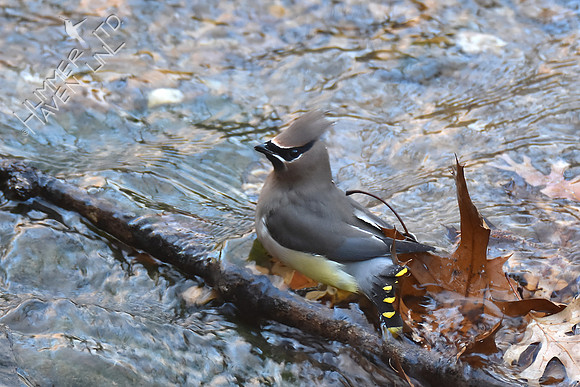 Cedar Waxwing 11-25-17