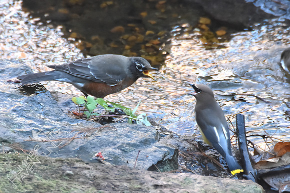 American Robin and Cedar Waxwing 11-25-17