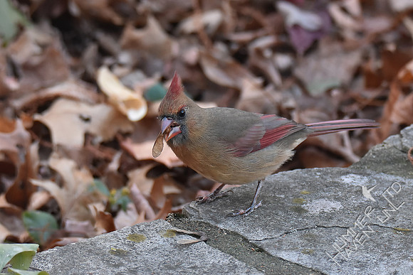 Northern Cardinal eating Sugar Maple seed 11-25-17