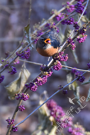 American Robin 11-25-17
