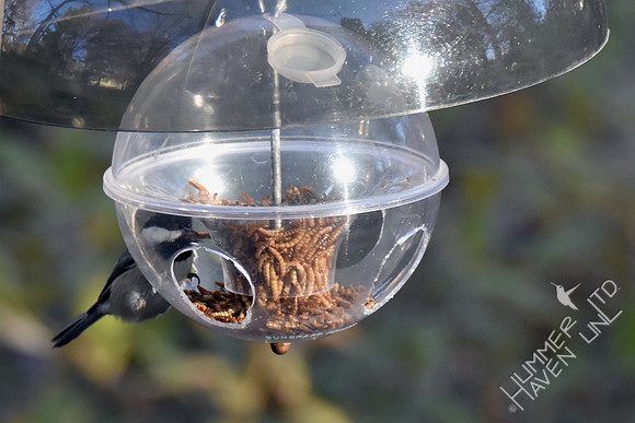 Carolina Chickadee 11-25-17