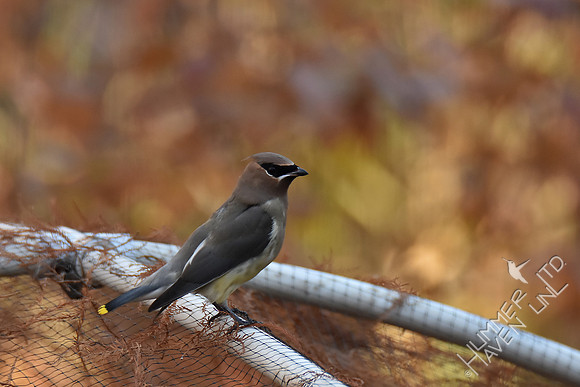 Cedar Waxwing 11-25-17