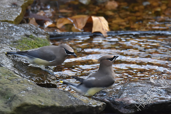 Cedar Waxwings  11-26-17