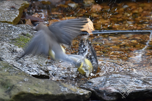 Cedar Waxwings  11-26-17