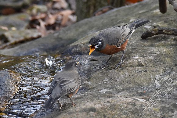 American Robins (on right - leucistic)  11-26-17