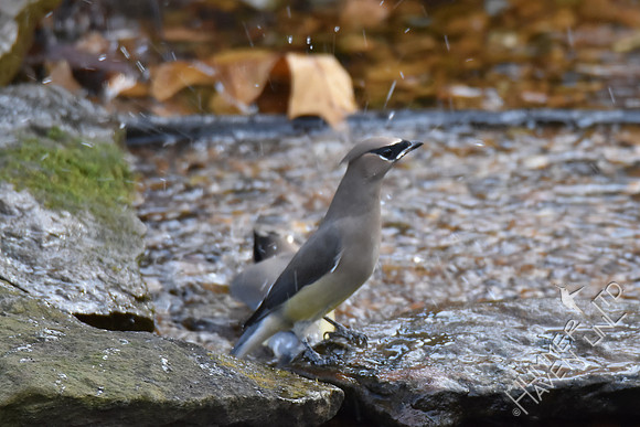 Cedar Waxwings  11-26-17