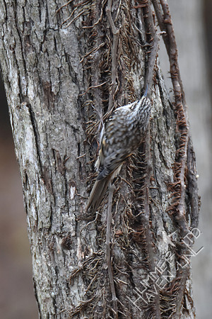 Brown Creeper  11-26-17